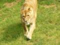 Lionne